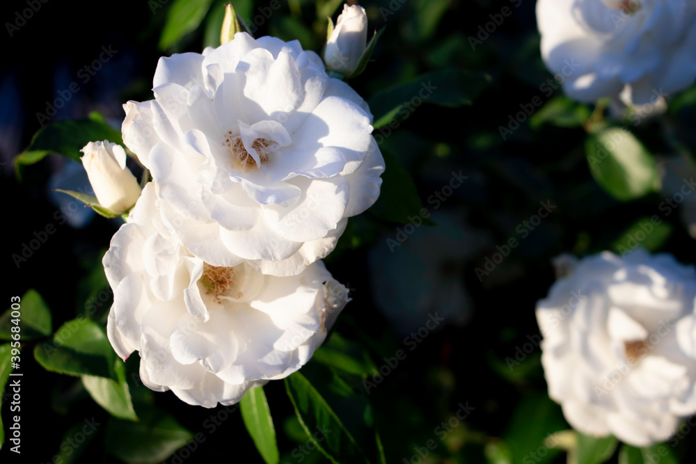 flores blancas flores blancas