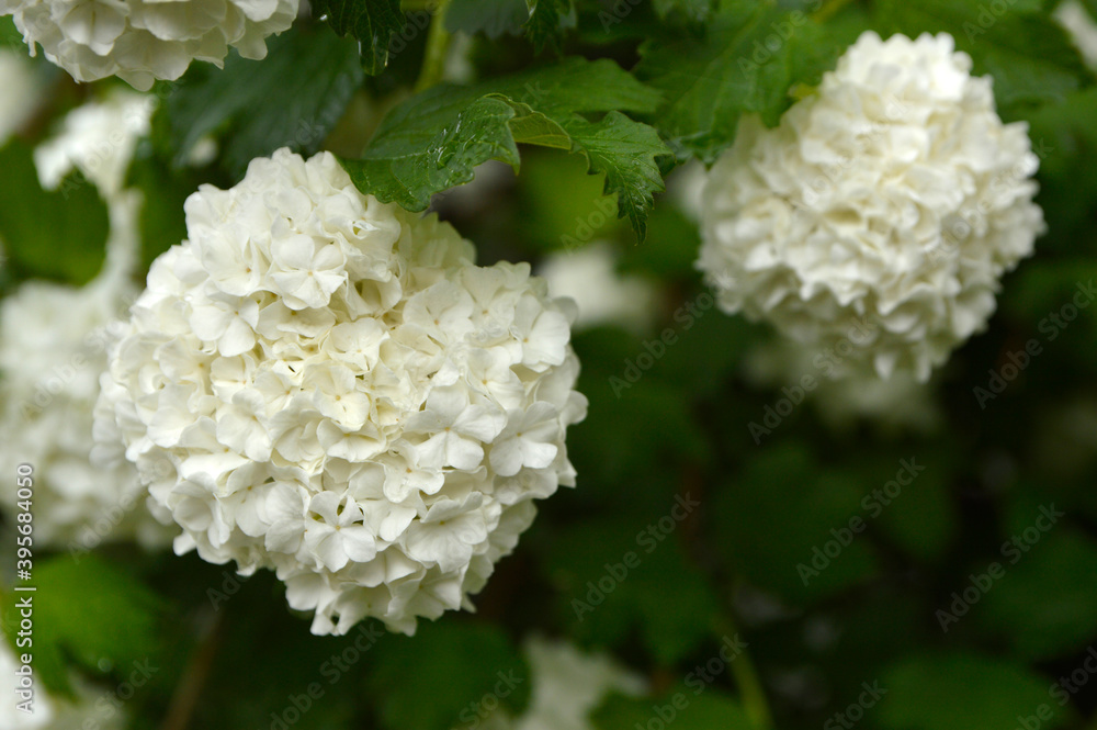 blooming snowball bush, viburnum opulus Roseum blooming snowball bush, viburnum opulus Roseum