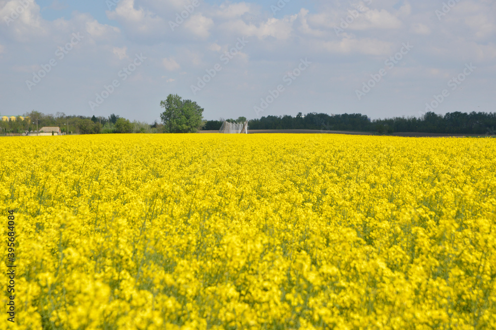 blooming rapeseed field with blue sky in the background