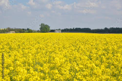 blooming rapeseed field with blue sky in the background © Jana