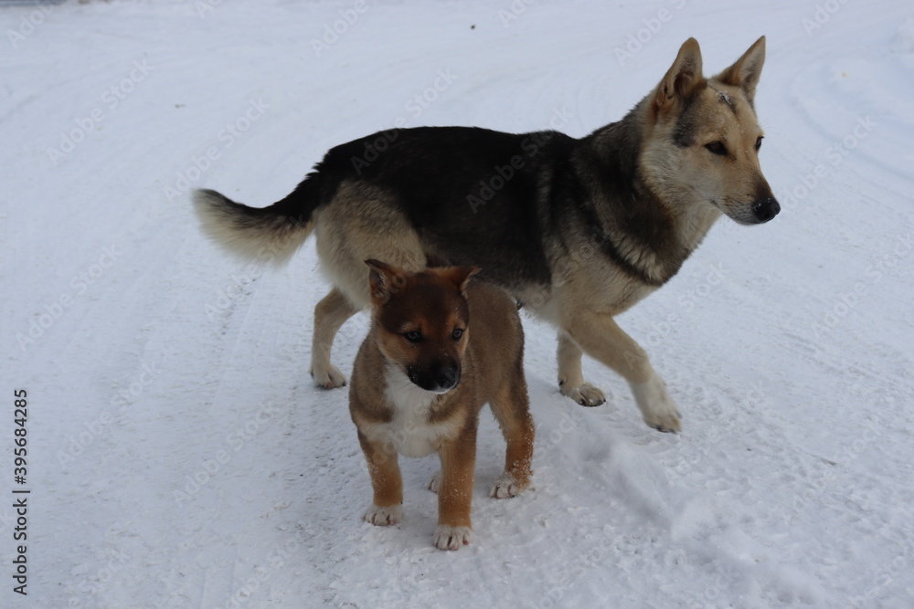 Naklejka premium family of yard dogs mom with her restless frolicking puppies in the snow