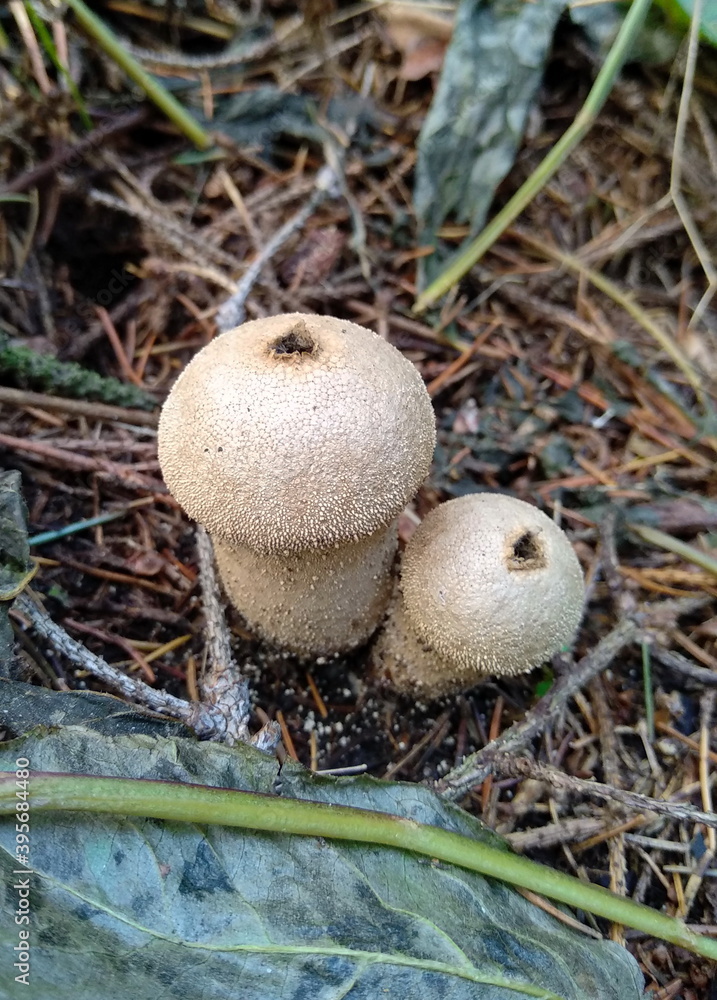 mushroom in the forest mushroom in the forest