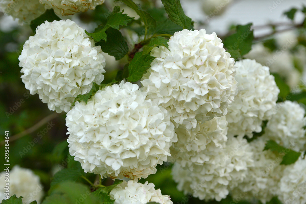 blooming snowball bush, viburnum opulus Roseum blooming snowball bush, viburnum opulus Roseum