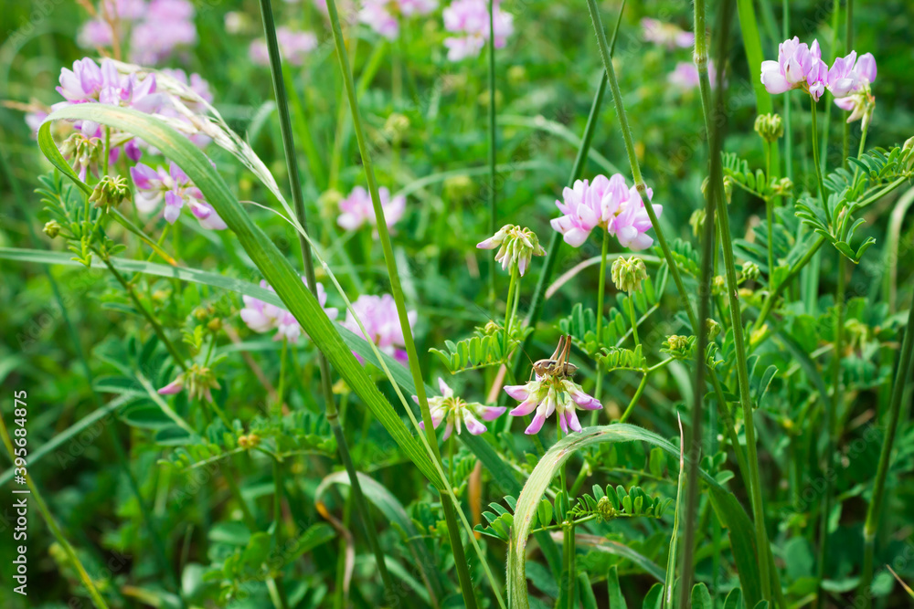 The purple crownvetch (lat. Securigera varia), of the family Fabaceae, and the nymph of the dark bush cricket (lat. Pholidoptera griseoaptera), of the family Tettigoniidae. The purple crownvetch (lat. Securigera varia), of the family Fabaceae, and the nymph of the dark bush cricket (lat. Pholidoptera griseoaptera), of the family Tettigoniidae.