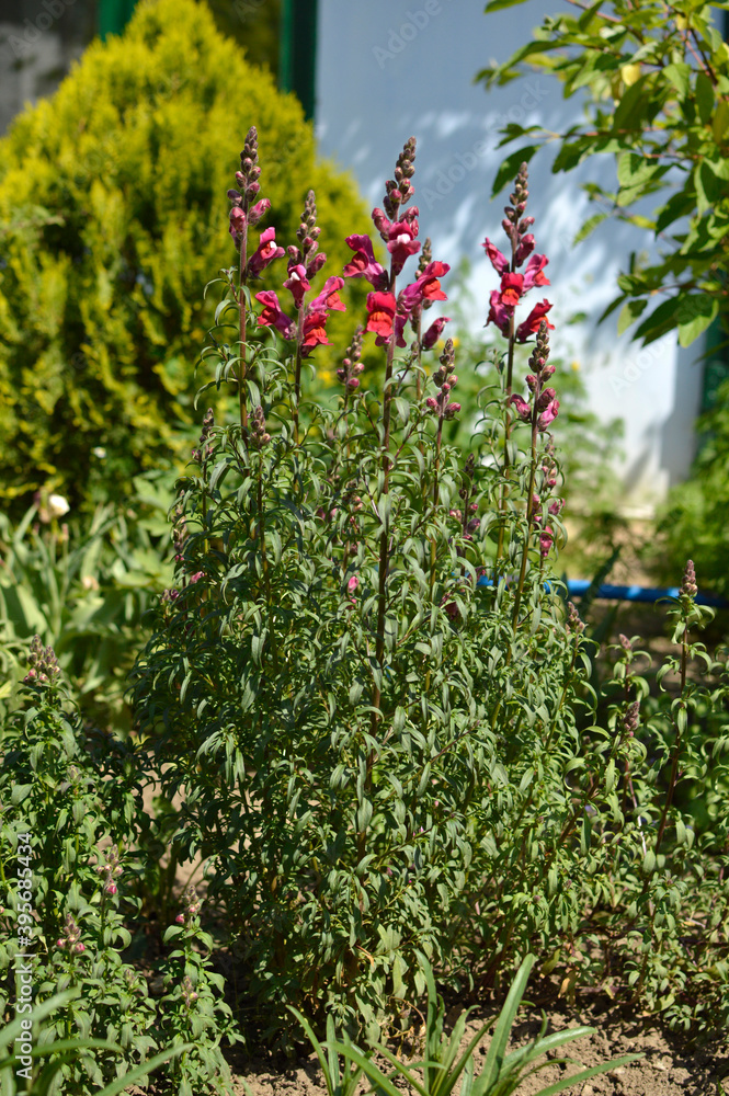 Naklejka premium pink snapdragon flowers, antirrhinum majus, growing in the garden