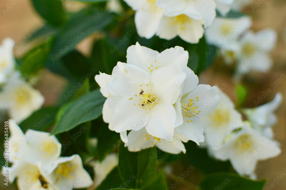 mock orange plant in blossom, philadelphus coronarius