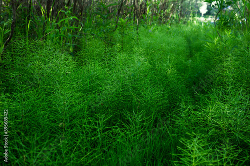 The water horsetail (lat. Equisetum fluviatile), of the family Equisetaceae, the Middle Volga region, Russia. 
