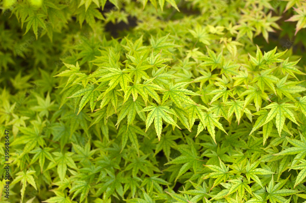 japanese maple tree, acer palmatum, growing in the garden japanese maple tree, acer palmatum, growing in the garden