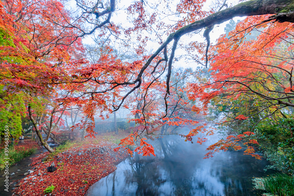 Fototapeta premium 紅葉と早朝の金鱗湖 大分県由布市 Autumn leaves and Kinrin Lake in the early morning Ooita-ken Yufu city