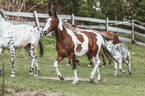 Portrait of a Criollo horse at a meadow © filmbildfabrik