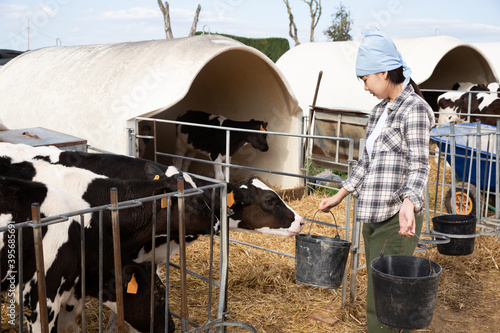 Woman farmer feeds and cleans up the cows on the farm. High quality photo