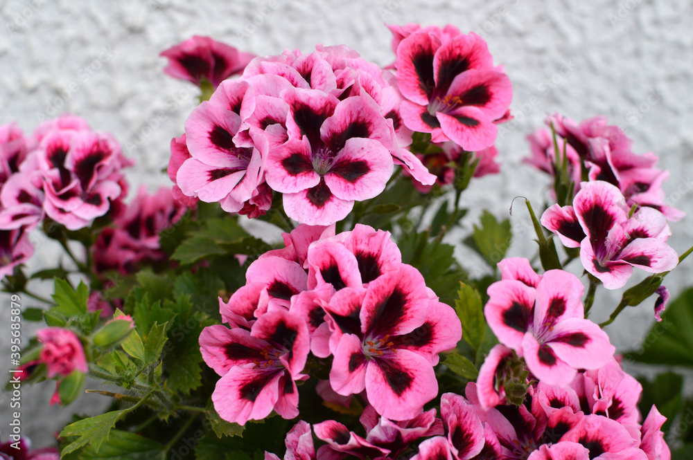 pink blooming geraniums, pelargonium grandiflorum, growing in the pot pink blooming geraniums, pelargonium grandiflorum, growing in the pot