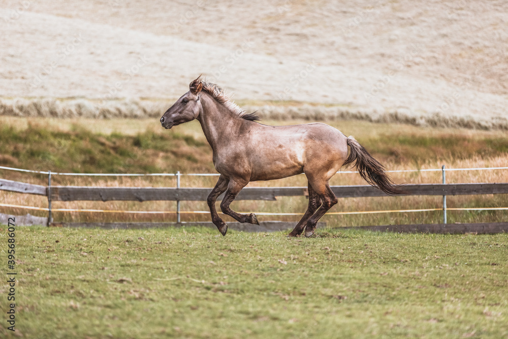 Fototapeta premium Portrait of a Polish Konik horse at a meadow