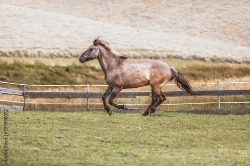 Portrait of a Polish Konik horse at a meadow