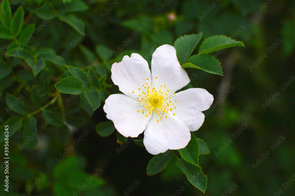 bush of blooming wild roses close up bush of blooming wild roses close up
