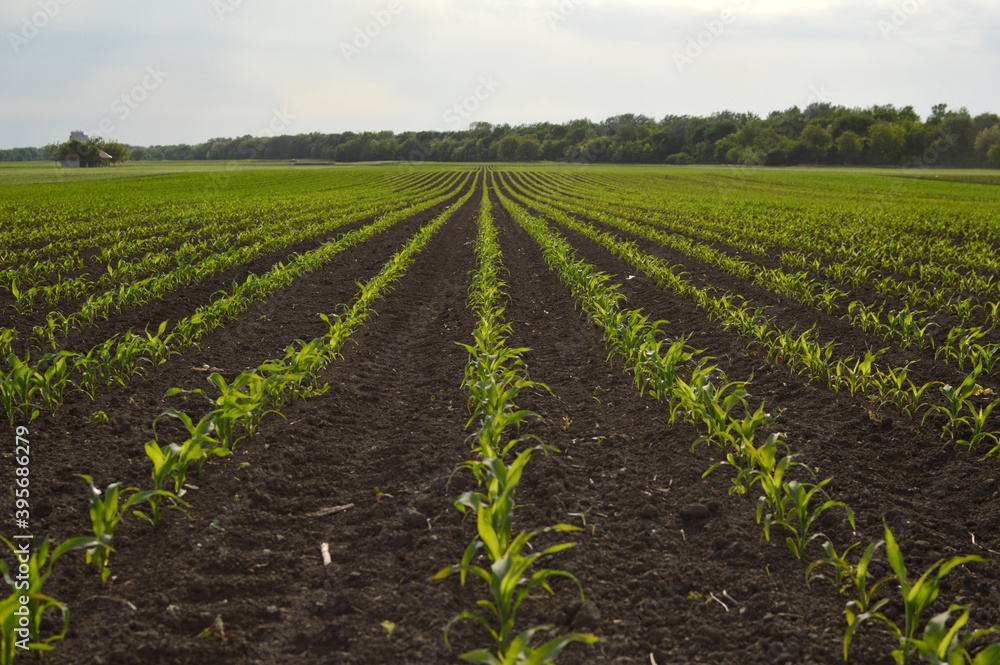 corn field in the spring with rows of young plants corn field in the spring with rows of young plants