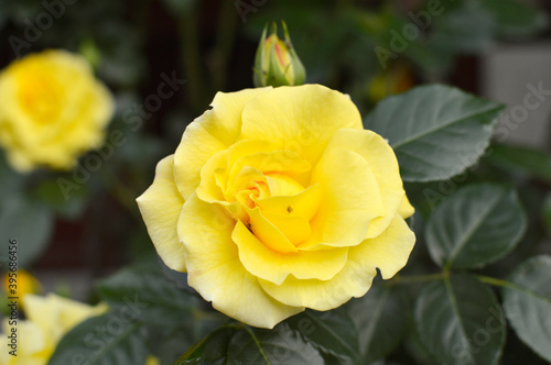 blooming climbing yellow roses close up