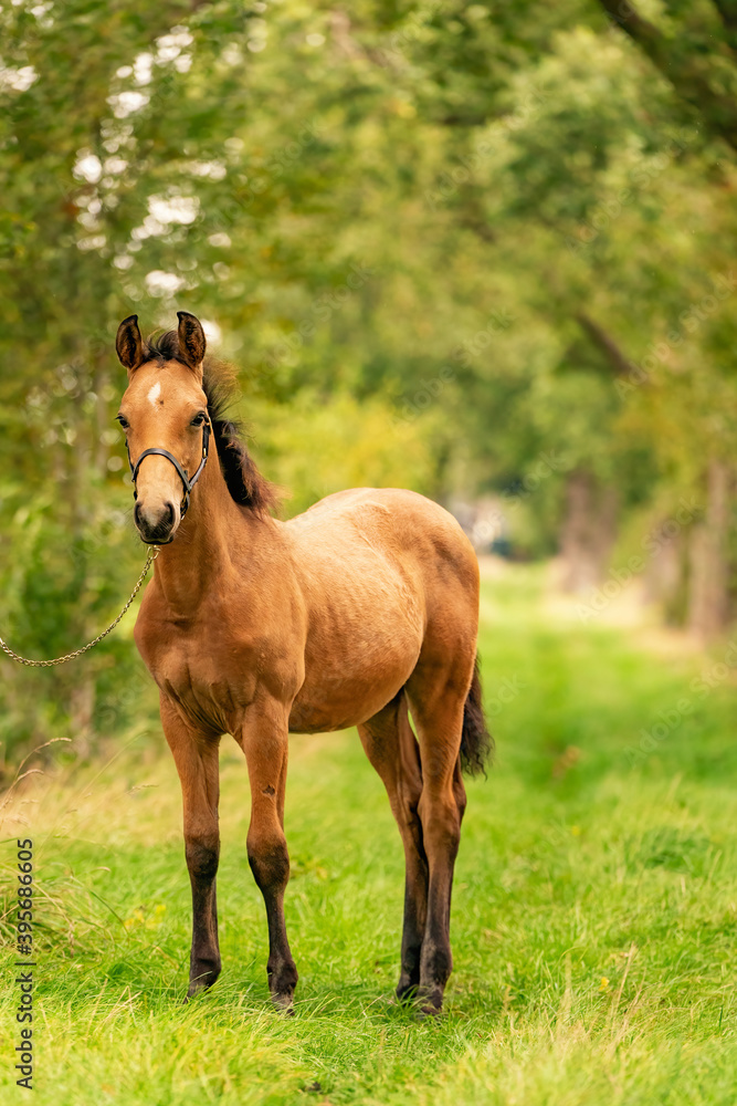 Portrait of buckskin foal, the horse with halter stands in the forest. Autumn sun Portrait of buckskin foal, the horse with halter stands in the forest. Autumn sun