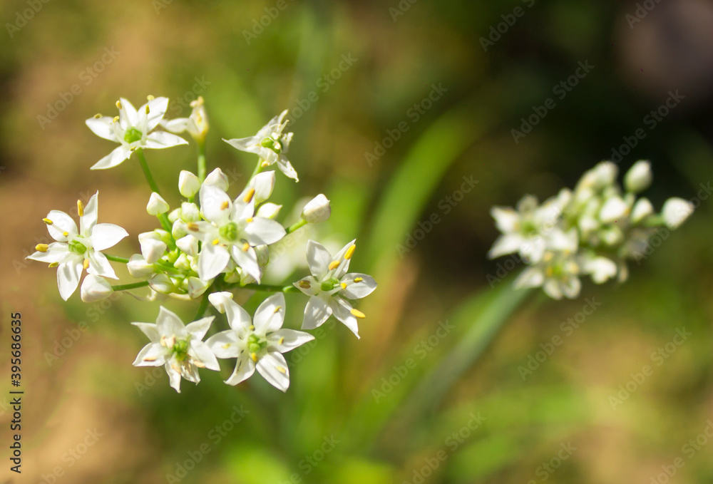 Garlic chives white flowers (Allium tuberosum, Garlic chives white flowers (Allium tuberosum,