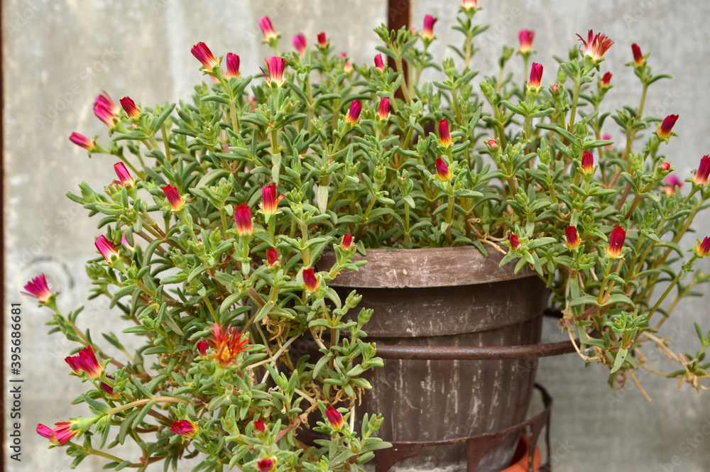 red ice plant succulent, Carpobrotus edulis, growing in the pot