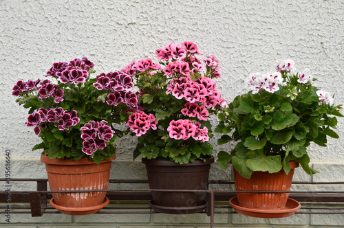 Fototapeta Naklejka Na Ścianę i Meble -  pink, white and purple blooming geraniums, pelargonium grandiflorum, growing in the pot