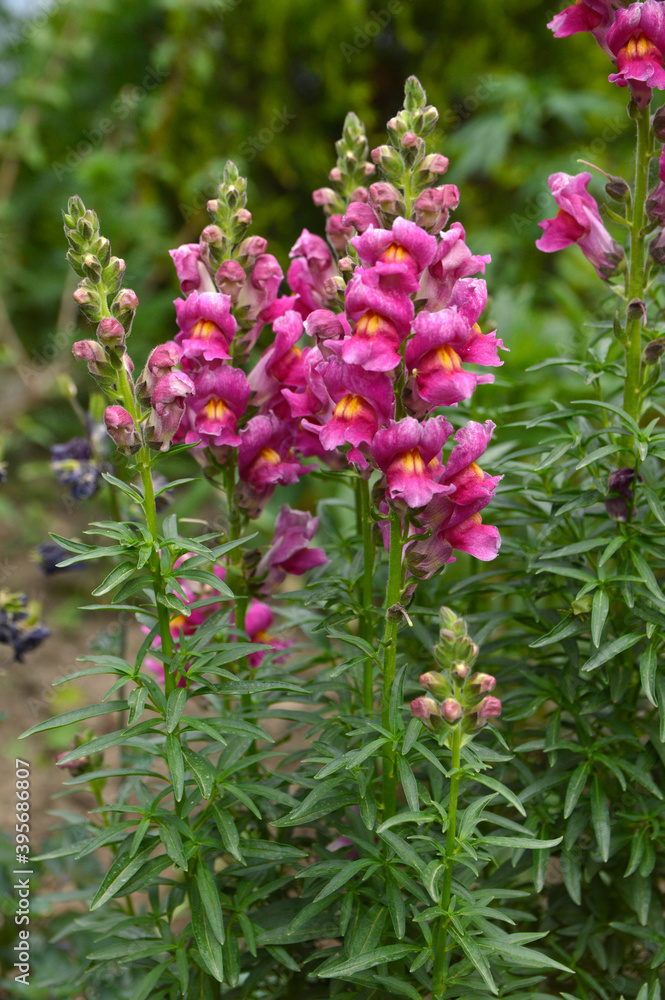 colorful pink snapdragon flowers, antirrhinum majus, growing in the garden