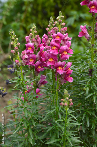 colorful pink snapdragon flowers, antirrhinum majus, growing in the garden