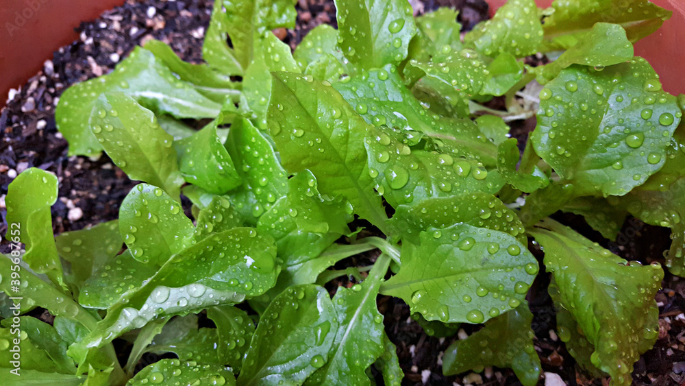 Fototapeta premium 한국 제주도 유채 새싹