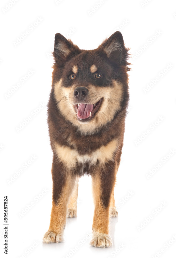 Finnish Lapphund in studio Finnish Lapphund in studio
