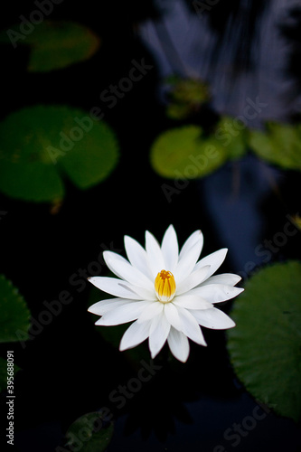 High angle view of white water lily in a pond
