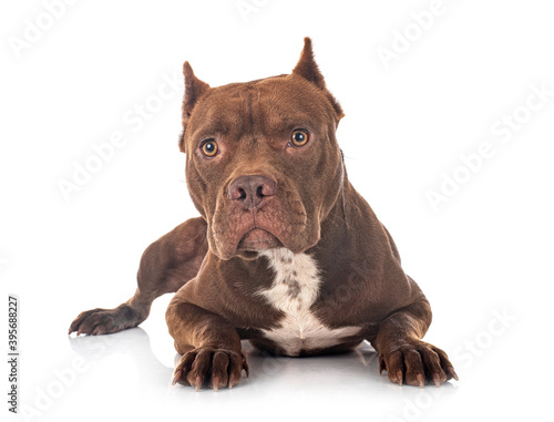 Obraz na plátne american pit bull terrier