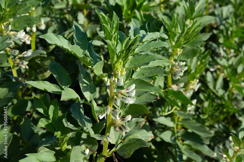 Closeup of green flowering faba bean bushes on large farm plantation on sunny day