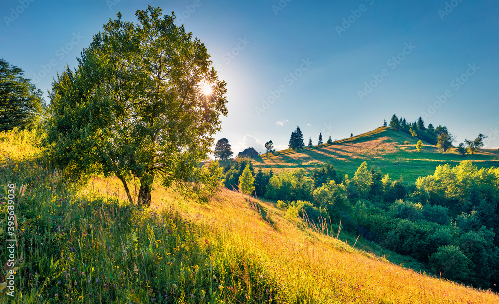 Sunny summer scene of mountain valley. Spectacular morning view of Carpathian mountains with fields of blooming flowers, Ukraine, Europe. Beauty of nature concept background.