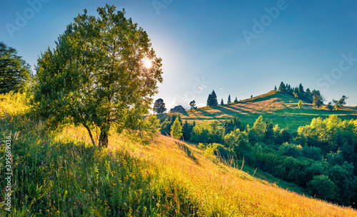 Sunny summer scene of mountain valley. Spectacular morning view of Carpathian mountains with fields of blooming flowers, Ukraine, Europe. Beauty of nature concept background.