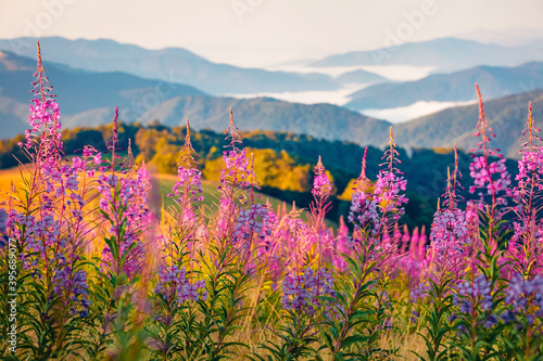 Marvelous morning scene of Chamaenerion angustifolium flowers. Stunning summer view of Menchul mountain range. Gorgeous landscape of Carpathians, Ukraine. Landscape photography.. © Andrew Mayovskyy