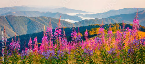 Panoramic summer view of foggy mountain valley with Chamaenerion angustifolium flowers. Stunning morning scene of Menchul mountain range. Sunny landscape of Carpathians, Ukraine. photo