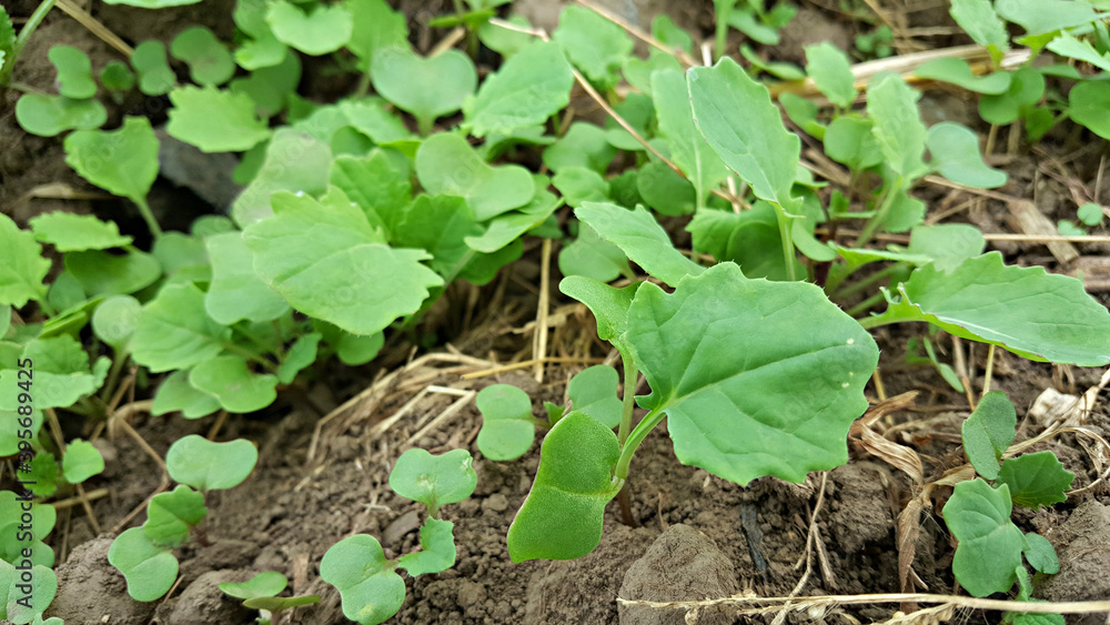 Fototapeta premium 한국 제주도 유채 새싹