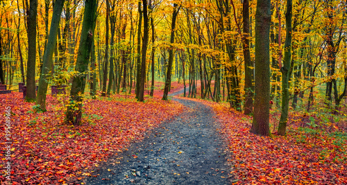 Panoramic autumn view of forest. Old country road among the colorful trees. Amazing morning scene of colorfuul wood. Beauty of nature concept background..