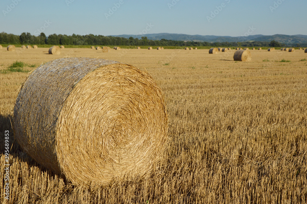 round straw bales in the harvested wheat field