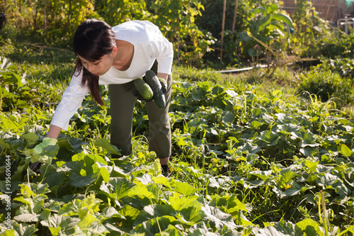 Positive Asian girl harvesting ripe zucchini on beds of garden