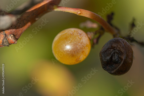 despised grapes on the vine photo