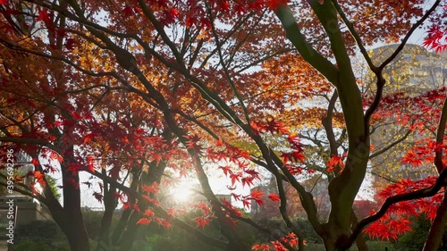 Panning and slow-motion video of red maple trees and red leaves in the evening sun light. The romantic moment of winter.