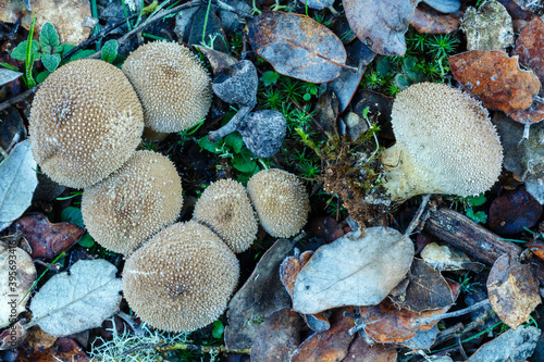 Lycoperdon perlatum. Puffball mushrooms among oak leaves and lichens in autumn.