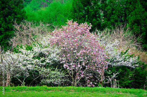 山里の春　木蓮と桜と