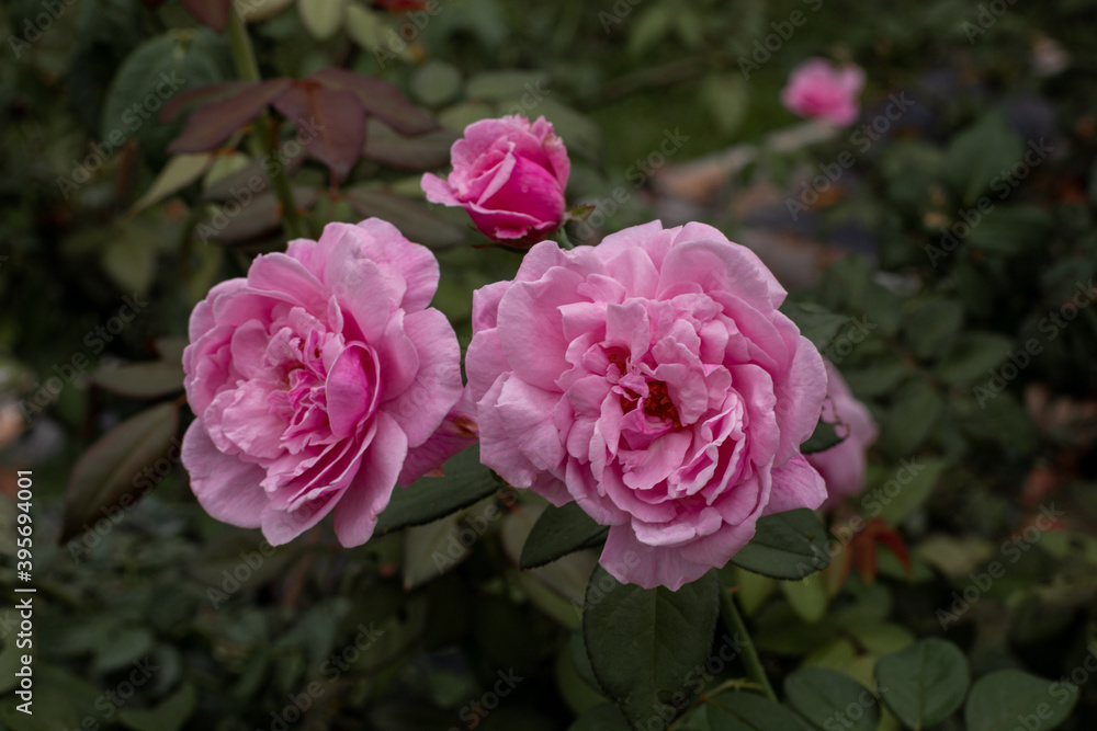 Beautiful rose flower in the garden,Close-up Beautiful rose flower in the garden,Close-up