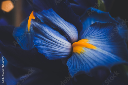 Photography beautiful blue iris flower close up macro shot shallow dof.