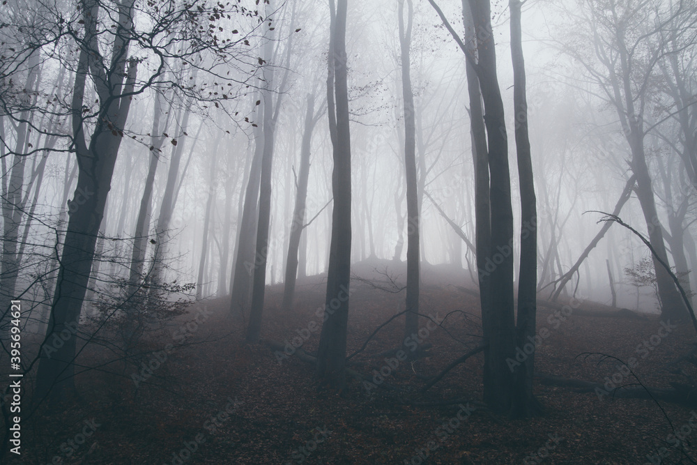 Naklejka premium Foggy, creepy autumn forest. Dead tree branches in a fog.