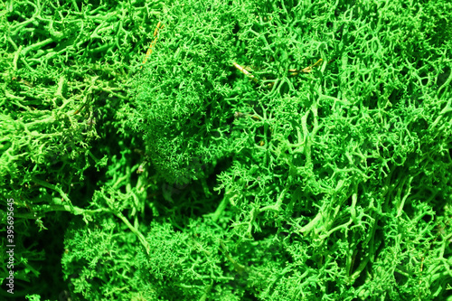 green stabilized moss for ecological interior design close-up, macro photography