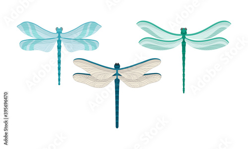 Dragonfly with Two Pairs of Strong, Transparent Wings Vector Set