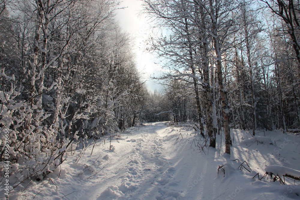 snow path in the forest snow path in the forest